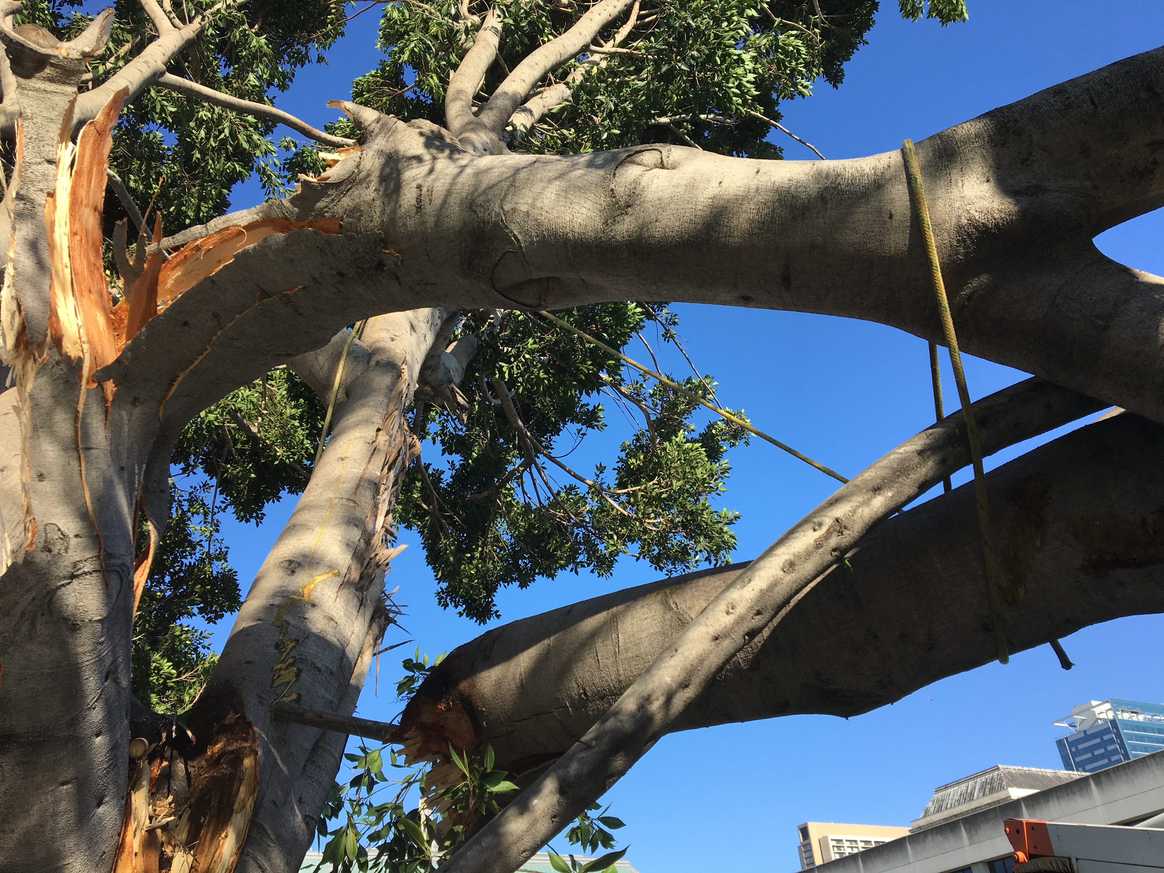 Ficus Trees Public Works